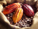 Cacao : le Togo à nouveau primé à l&#039;international