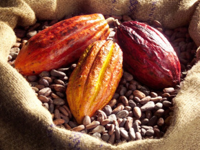 Café-cacao : vers une commercialisation sans contrebande