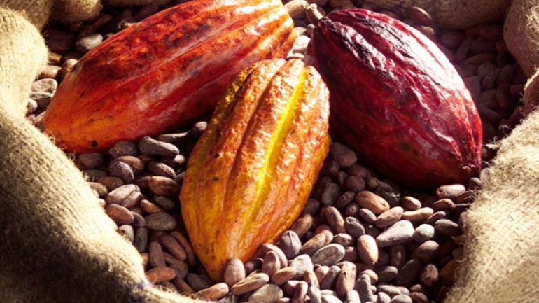 Café-cacao : vers une commercialisation sans contrebande