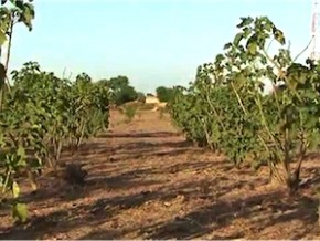 Lomé abrite une assise sous régionale pour la promotion de l’agriculture climato-intelligente