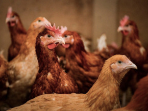 Cas positifs de grippe aviaire dans la banlieue de Dapaong