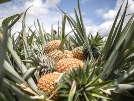 Nouvel appui pour la filière ananas