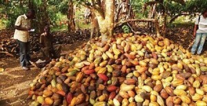 Côte d’Ivoire : la météorologie clémente, laisse présager une bonne récolte cacaoyère principale 2017/2018