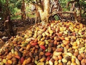 Côte d’Ivoire : la météorologie clémente, laisse présager une bonne récolte cacaoyère principale 2017/2018