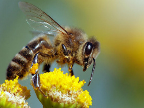 Le Mifa et le groupe américain Koster Keunen s’associent pour la professionnalisation de l’apiculture