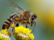 Le Mifa et le groupe américain Koster Keunen s’associent pour la professionnalisation de l’apiculture