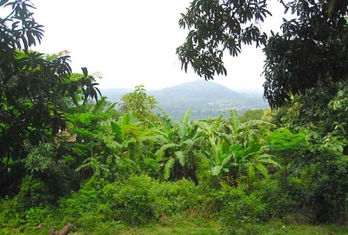 environnement-la-foret-communautaire-de-logove-dotee-d-un-manuel-de-gestion