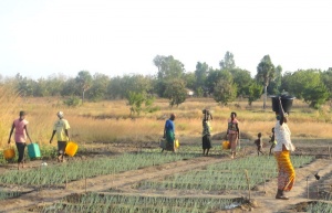 Togo : le gouvernement crée l’Agence Education-Développement pour stimuler la formation dans le secteur agricole