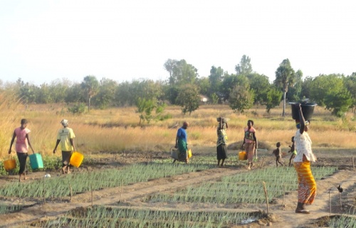 Togo : le gouvernement crée l’Agence Education-Développement pour stimuler la formation dans le secteur agricole