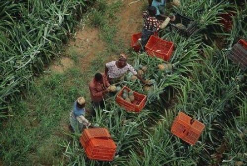 Ghana : l’agrobusiness reste confronté à de nombreux problèmes en dépit de l’énorme potentiel agricole (SFI)