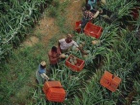 Ghana : l’agrobusiness reste confronté à de nombreux problèmes en dépit de l’énorme potentiel agricole (SFI)
