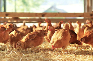 Un nouveau plan de lutte contre la grippe aviaire opérationnel