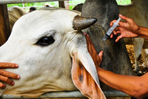 Santé animale : les professionnels s&#039;engagent contre les faux médicaments