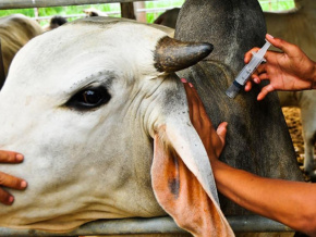 Santé animale : les professionnels s&#039;engagent contre les faux médicaments