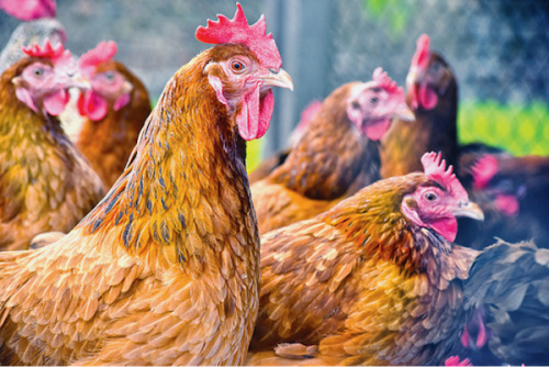Le Togo tente de prévenir une éventuelle grippe aviaire