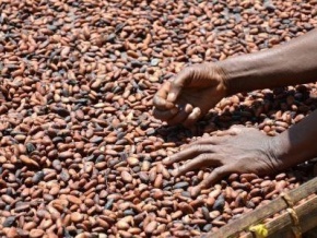 Côte d’Ivoire : les Etats-Unis financent à hauteur de 14 millions $ un projet visant à renforcer les capacités des producteurs de cacao