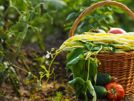 Qualité : une meilleure certification des produits agricoles se profile