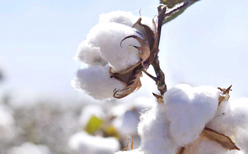 Les cotonculteurs recevront un complément de 35 FCFA sur chaque kilo de coton-graine vendu lors de la campagne écoulée
