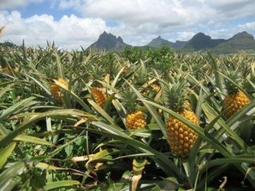 Ghana : le gouvernement installera une usine de transformation d’ananas dans le district d’Ekumfi