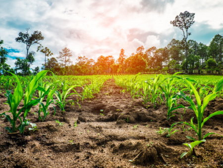 Agriculture : à Lomé, des experts se forment à l’élaboration des calendriers de cultures