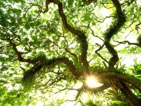 Journée nationale de l’arbre : 40 ans et 50 000 hectares plus tard…
