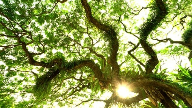 Journée nationale de l’arbre : 40 ans et 50 000 hectares plus tard…