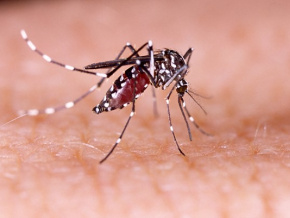 alerte-sante-des-cas-de-dengue-detectes-sur-le-territoire