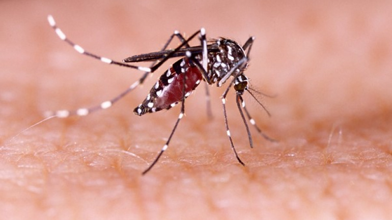alerte-sante-des-cas-de-dengue-detectes-sur-le-territoire