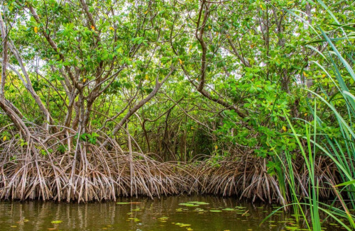 Environnement : le Togo actualise sa stratégie de gestion des mangroves