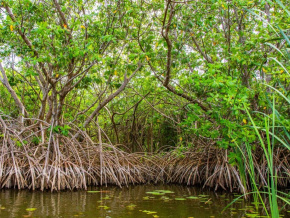 Environnement : le Togo actualise sa stratégie de gestion des mangroves