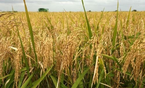 Le Mali table sur une production record de 3 millions de tonnes de riz durant la saison 2017/2018