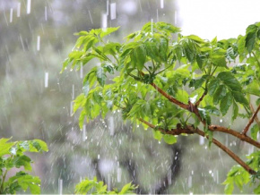 Saison pluvieuse tardive annoncée pour le Sud Togo