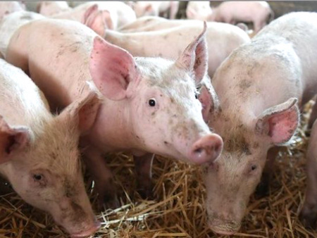 Une infection de peste porcine africaine déclarée dans la Préfecture de l’Avé