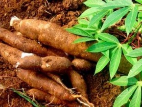 La Côte d’Ivoire a produit 4,54 millions de tonnes de manioc en 2016