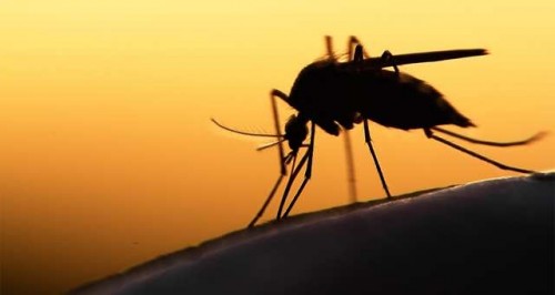 Apparition de la dengue : le ministère de la Santé rassure les populations