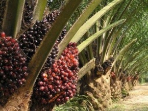 Nigeria : la société publique du pétrole va générer du biodiesel à partir du palmier à huile
