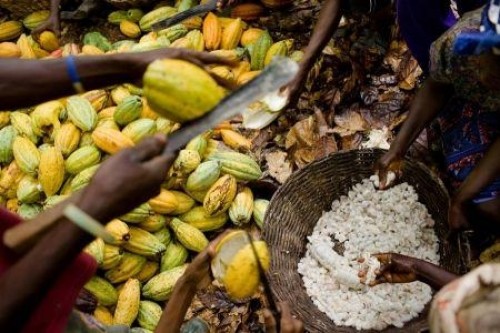 Côte d’Ivoire : les pluies diluviennes pourraient réduire la récolte cacaoyère principale 2017/2018 de 20 à 30%