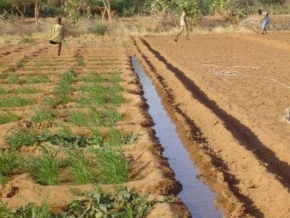 Les Etats du Sahel lancent un projet régional sur l’irrigation