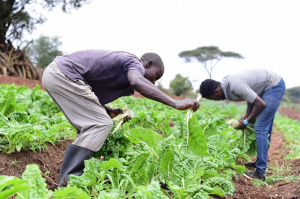 Valorisation des recherches agricoles : l’ITRA dresse le bilan