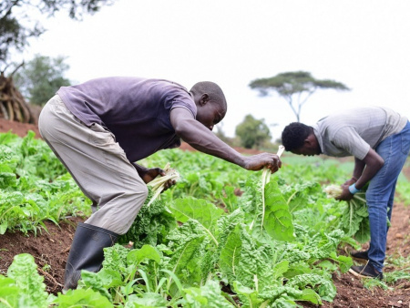 Valorisation des recherches agricoles : l’ITRA dresse le bilan