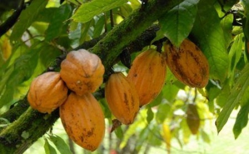 Côte d’Ivoire: les fortes pluies pourraient faire baisser le rendement des plantations de cacao