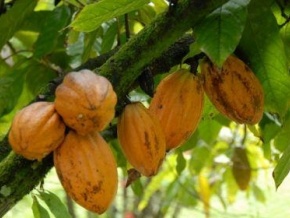 Côte d’Ivoire: les fortes pluies pourraient faire baisser le rendement des plantations de cacao