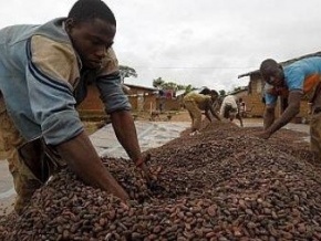 Côte d&#039;Ivoire : le changement climatique s&#039;annonce comme un casse-tête pour la filière cacao