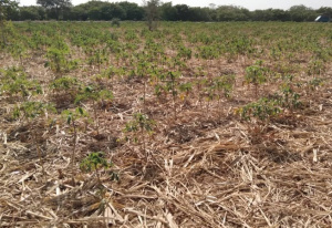 Vers une meilleure conservation des eaux et sols agricoles