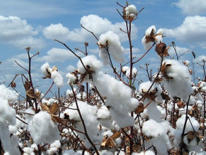 Production cotonnière : optimiste, la faîtière des producteurs de coton prévoit un rebond majeur pour la campagne 2023-2024