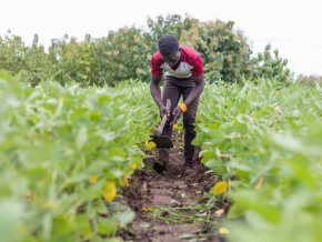 Le Togo inaugure un incubateur de recherche agricole et agroalimentaire