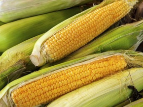 929 000 tonnes de maïs produites en 2021, malgré une année difficile