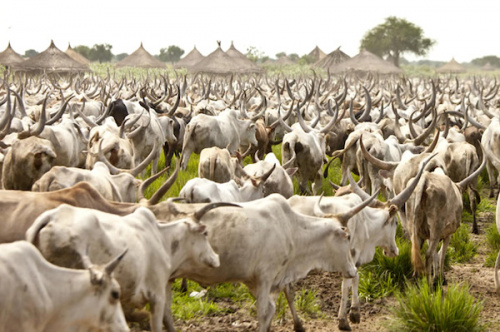 Une meilleure gestion de la transhumance se profile