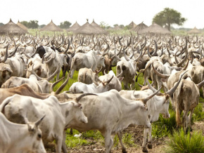 Une meilleure gestion de la transhumance se profile