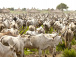 Une meilleure gestion de la transhumance se profile